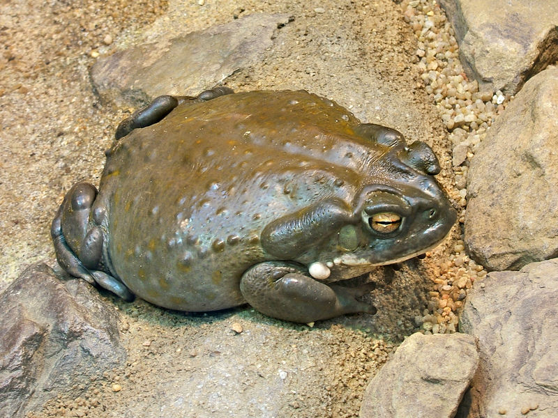 File:2009-03-13Bufo alvarius071.jpg