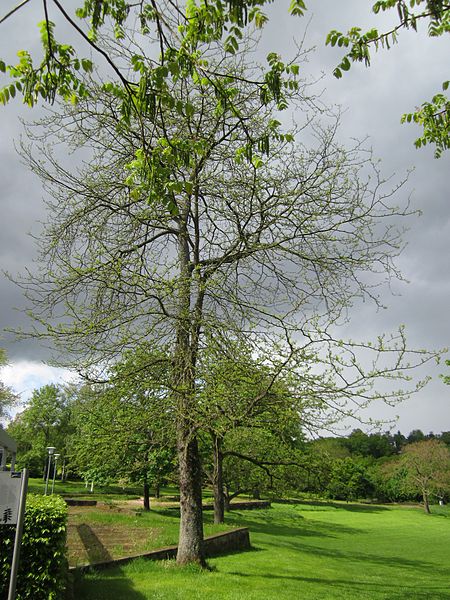 File:20130512Gleditschie DFG Saarbruecken1.jpg