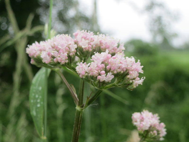 File:20140510Valeriana officinalis2.jpg