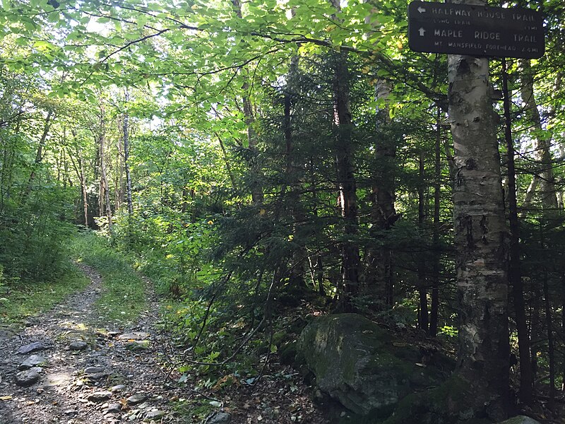 File:2017-09-11 09 39 50 View east along the CCC Road at the junction with the Halfway House Trail on the western slopes of Mount Mansfield within Mount Mansfield State Forest in Underhill, Chittenden County, Vermont.jpg