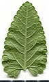 * Nomination Herbaceous plant. Leaf abaxial side. --Knopik-som 10:19, 9 July 2021 (UTC) * Promotion  Support Good quality. --George Chernilevsky 11:21, 9 July 2021 (UTC)