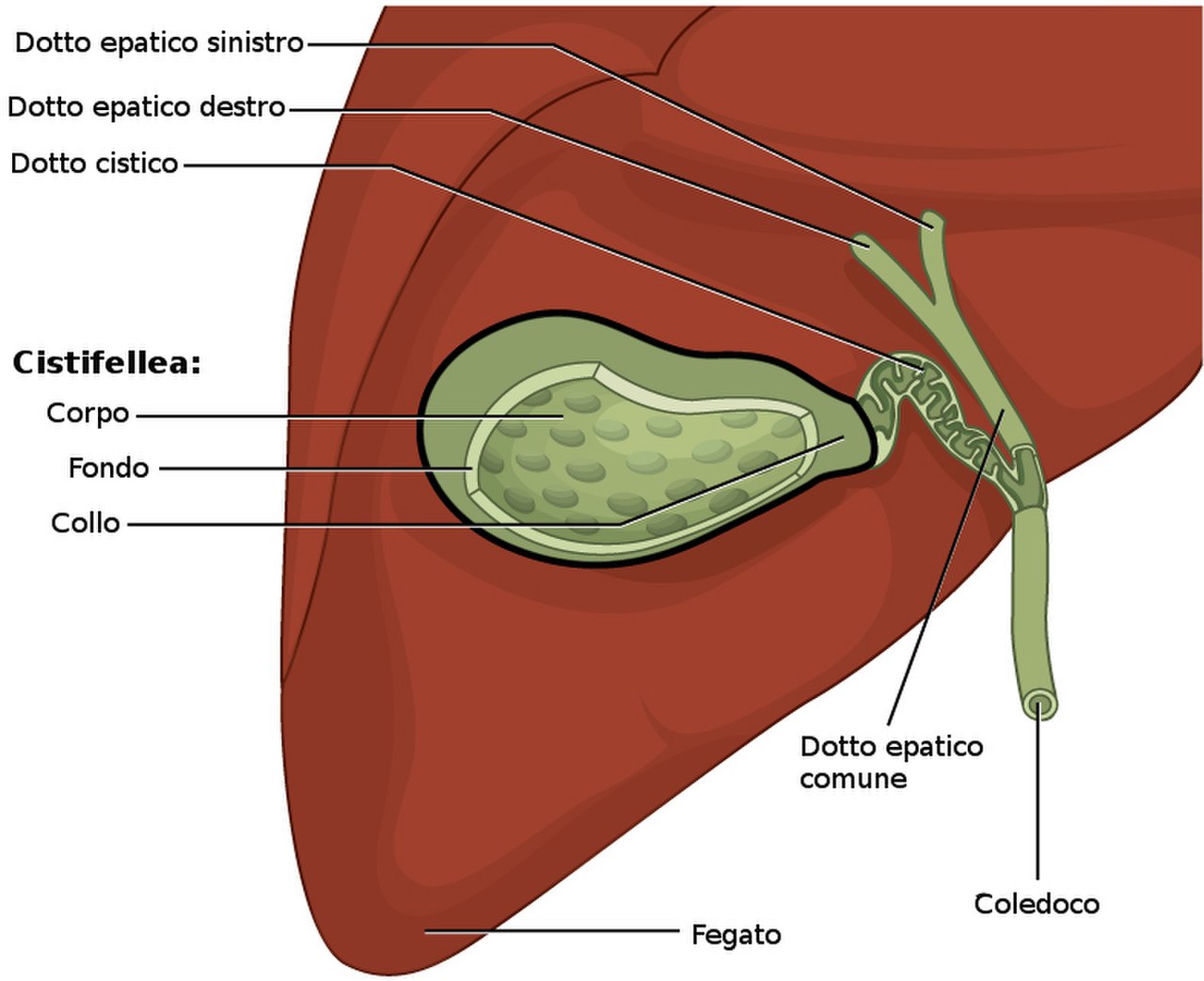 Где находится как выглядит. Gallbladder желчный пузырь. Анатомия человека внутренние органы желчный пузырь. Анатомия человека желчный пузырь камни. Многокамерный желчный пузырь.