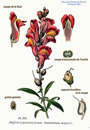 Herba Becerra: Descrición, Hábitat, Distribución