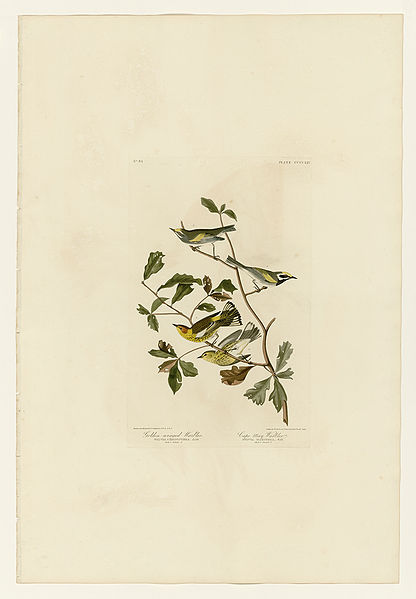 Файл:414 I. Golden-winged Warbler - 2. Cape May Warbler.jpg