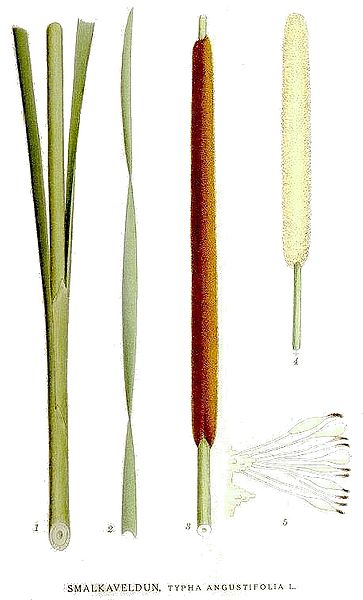 File:494 Typha angustifolia.jpg