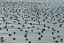 Gebilde von Enten auf dem Bodensee. Zur Abschreckung der Fressfeinde