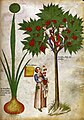 Compendio di piante medicinali, Italia Nord (seconda metà del XV secolo)