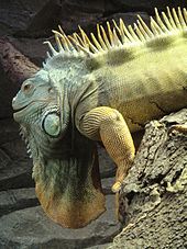 Green iguana - Wikipedia