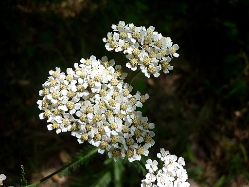 ACHILLEA MILLEFOLIUM - LLANERA - IB-096 (Milfulles)