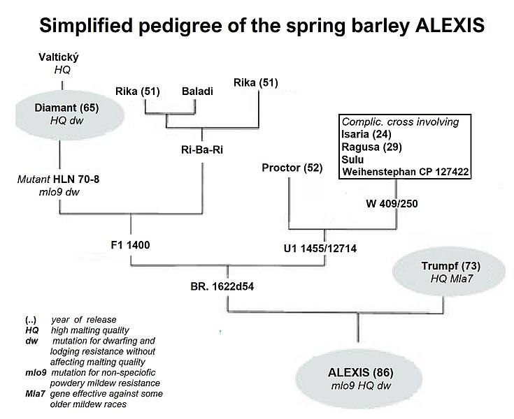 File:ALEXIS-pedigree.jpg