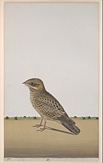 A Common Indian Nightjar (Caprimulgus asiaticus)