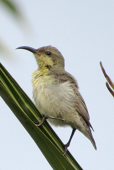 File:A Female Purple Sunbird (Cinnyris asiaticus) (cropped).jpg