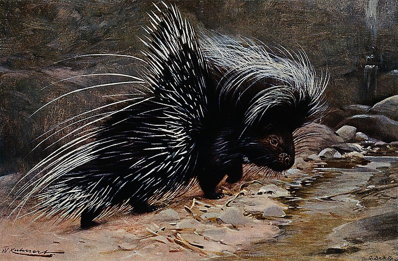 File:A crested porcupine. Colour lithograph after W. Kuhnert. Wellcome V0021179.jpg