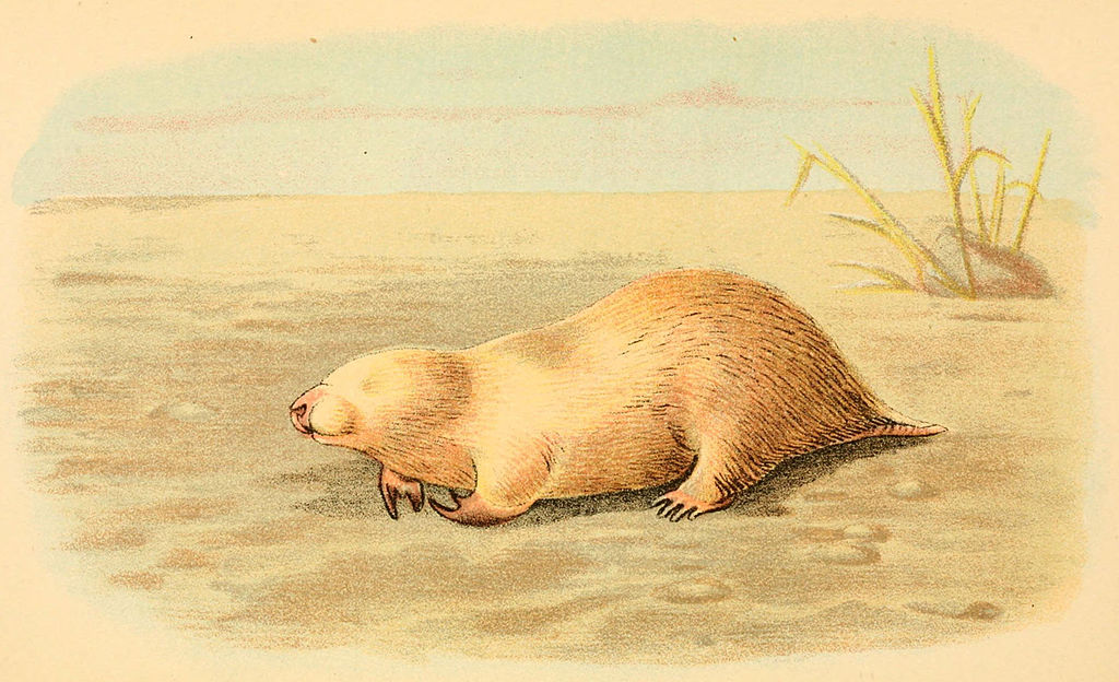 King African mole-rat - Wikiwand