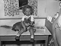 A tame fox cub at home with Mr and Mrs Gordon Jones, Talysarn (4478261667).jpg