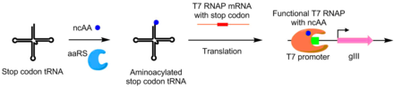 A scheme of using PACE to evolve orthogonal aminoacyl-tRNA synthetases. Without synthetase activity, T7 RNAP cannot be fully translated due to the presence of an Amber stop codon. Upon introduction of a functioning synthetase for the Amber codon tRNA, this Amber stop codon now encodes a non-canonical amino acid, allowing for the transcription of the full T7 RNAP and hence allowing gIII transcription. AaRS PACE.png