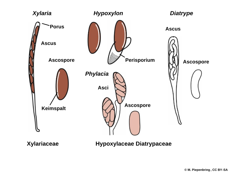 File:Abb3.80 Pilze Fungi Ascomycota Xylariales Xylariaceae Diatrypaceae Asci Ascosporen 2021 (M. Piepenbring).svg