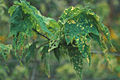 Pictogramme Abutilon