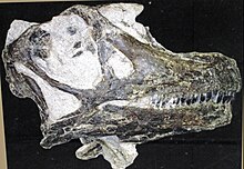 Abydosaurus mcintoshi (sauropod dinosaur) (Cedar Mountain Formation, Lower Cretaceous; Dinosaur National Monument, Utah, USA) 2 (48694534456).jpg