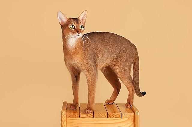 абиссинская кошка происхождение породы
