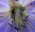 Pollen beetle on meadow cranesbill at the site