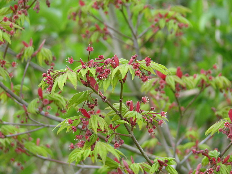 File:Acer japonicum vitifolium (13623963975).jpg