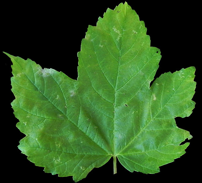 File:Acer pseudoplatanus scanned leaf fron side.jpg