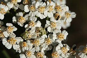 Achillea millefolium