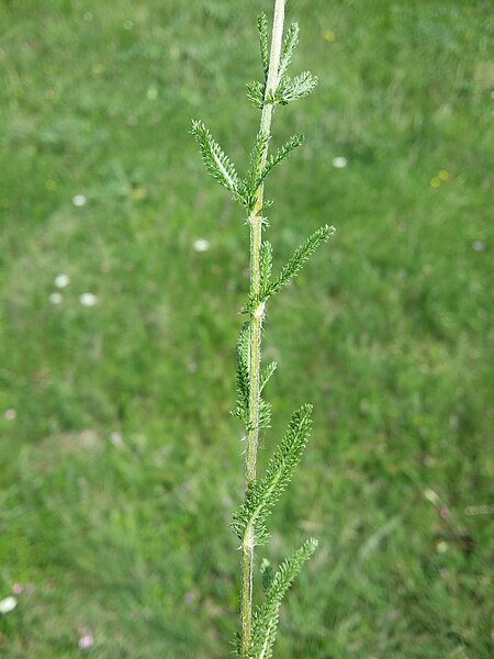 File:Achillea setacea sl11.jpg