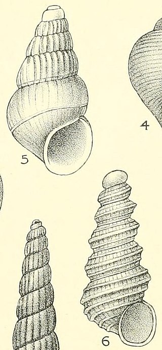 <i>Aclis</i> Genus of gastropods