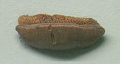 Fossilized teeth of the Permian-Paleocene cartilaginous fish Acrodus Acrodus nobilis Exhibit Museum of Natural History cropped.jpg
