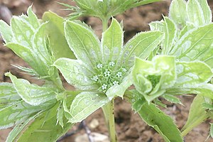 "Actinolema macrolema"