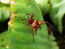 Actinosoma pentacanthum