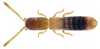 <i>Actocharis</i> Genus of beetles