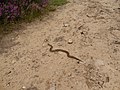 An adder (Vipera berus) crossing a sandy path on Thursely Common, Surrey.