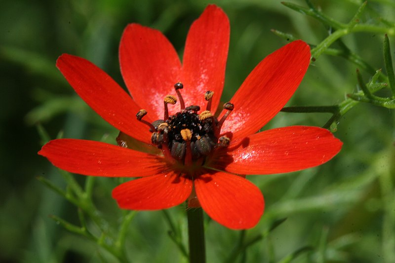 File:Adonis aestivalis subsp. squarrosa (3).jpg