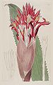 Aechmea nudicaulis (mint Bromelia nudicaulis) - A Bot.  Reg.  3 pl.  203 (1817) .jpg