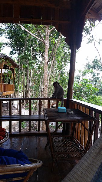 File:Affe auf meiner Terrasse - panoramio.jpg