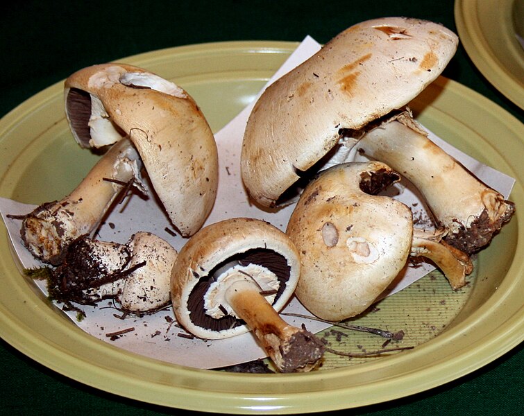 File:Agaricus arvensis 1.jpg