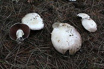 Agaric des bois 080815wb.JPG