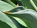 Agave wercklei 3.jpg