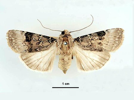 Agrotis_poliotis