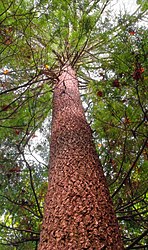 An old growth white pine in Alan Seeger Natural Area Alan Seeger Natural Area (4) (8110978935).jpg