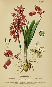 plate 44 Orchis mascula