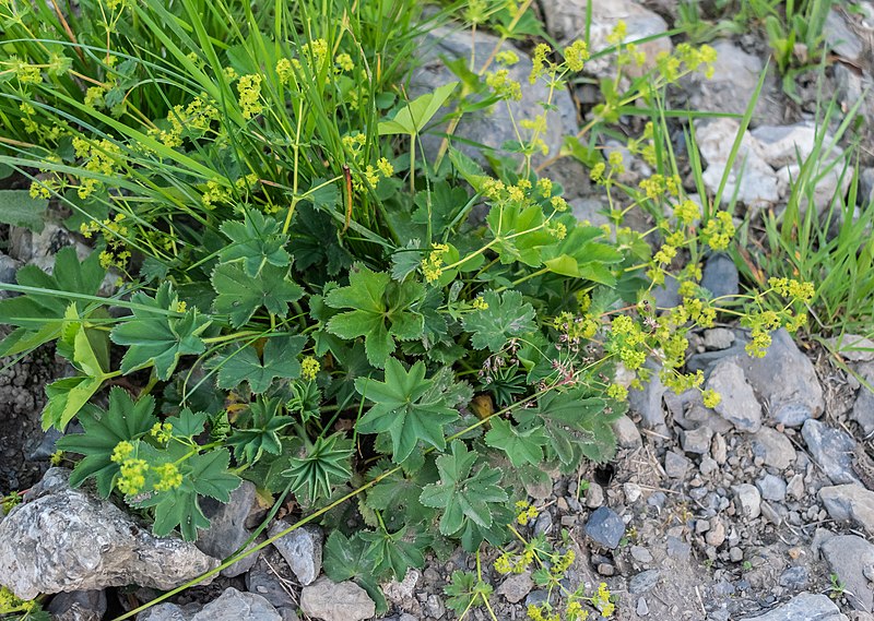 File:Alchemilla inconcinna in Haute-Savoie (1).jpg