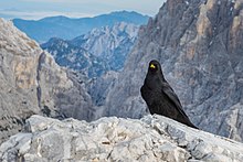 Esemplare sulle Alpi Giulie.