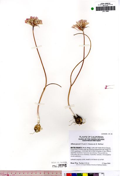 File:Allium jepsonii.jpg