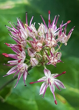 Allium kokanicum