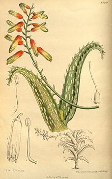 Aloe vera - Wikipedia