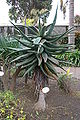 Aloe ferox BW.JPG